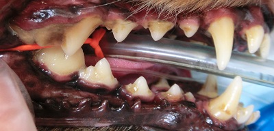 まろんちゃんの歯石除去-１
