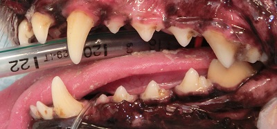 まろんちゃんの歯石除去-２