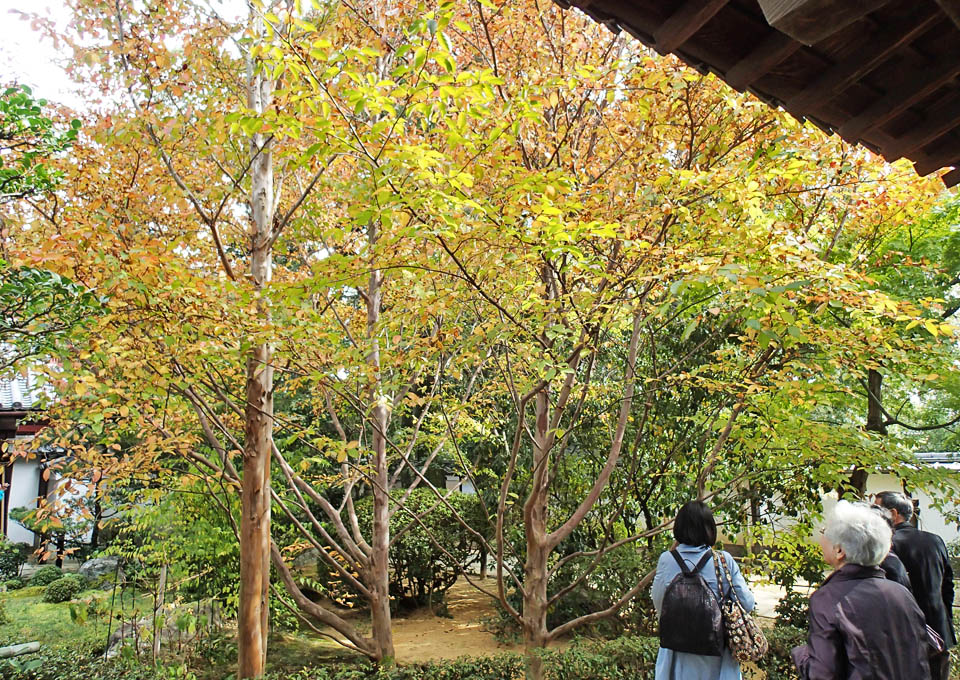 沙羅双樹の紅葉、退蔵院の庫裏前の庭