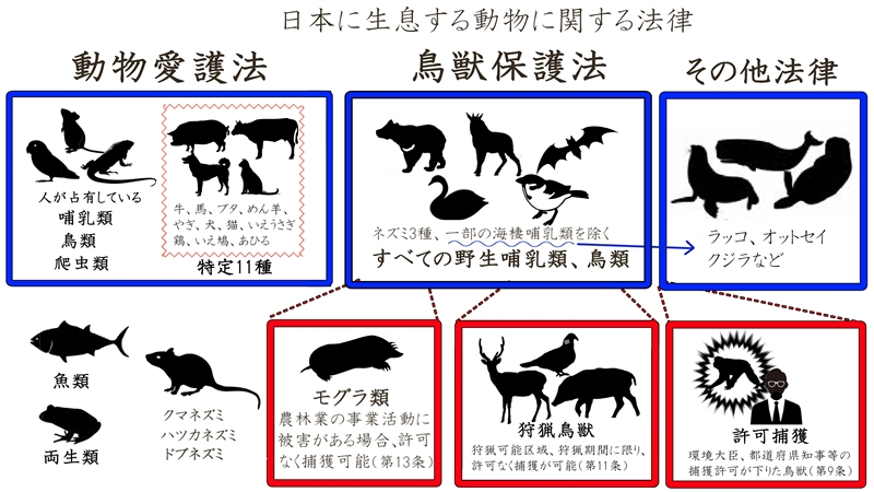 日本の動物4