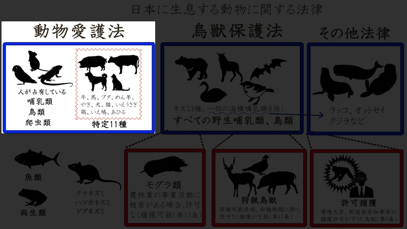 日本の動物123