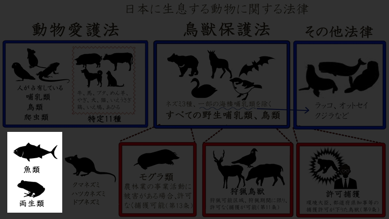 日本の動物1234