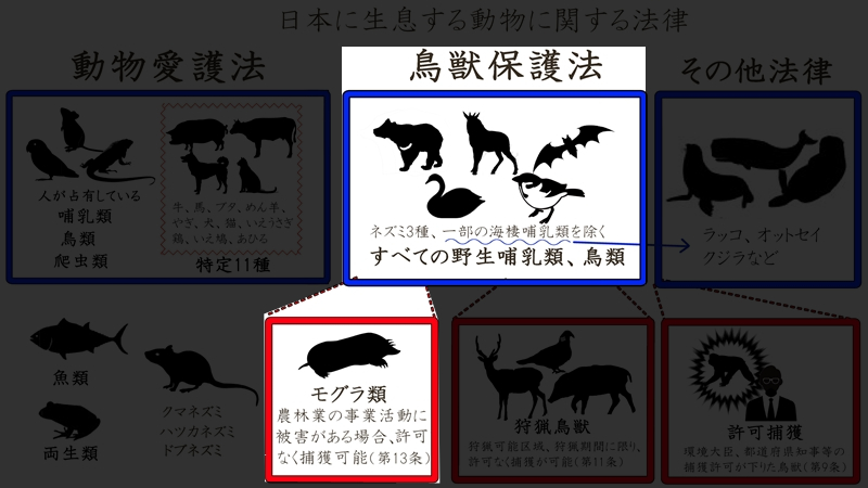 日本の動物mogura