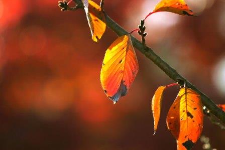 free-photo-autumn-leaves-beiz-l07556.jpg