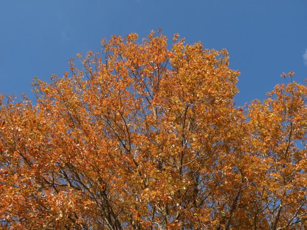 青空に茶色く色づいた木