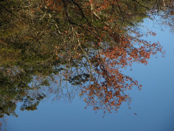 水面に映った木